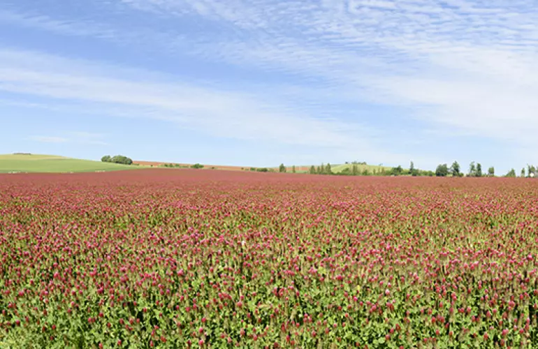 Nitrogen fixing cover crop of crimson clover