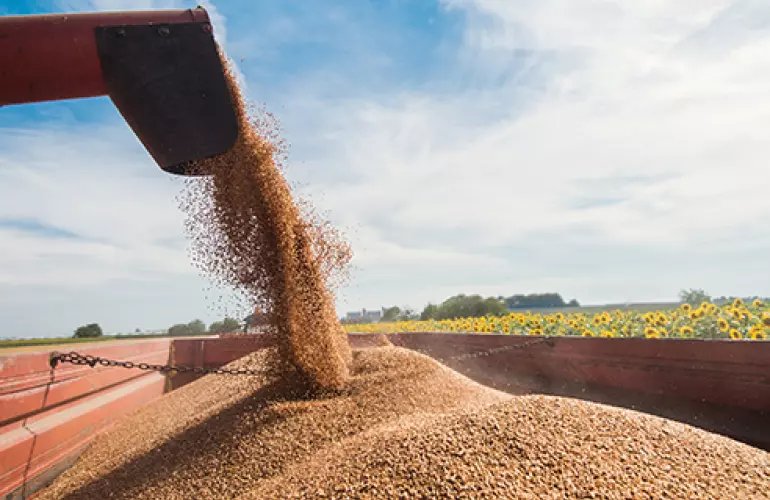 Wheat being dumped into a grain cart