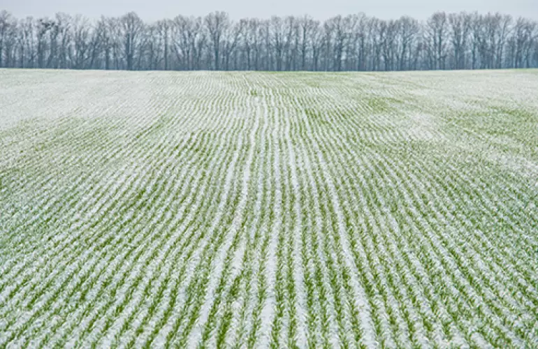 Green winter cover crop in snow