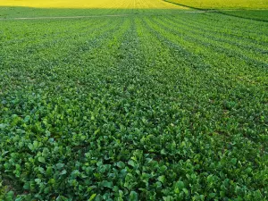 green manure cultivation in Abruzzo